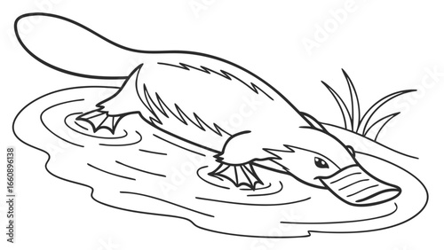 Cute platypus line art illustration. Australian monotreme mammal in water. Simple black and white drawing, perfect for children's coloring books.