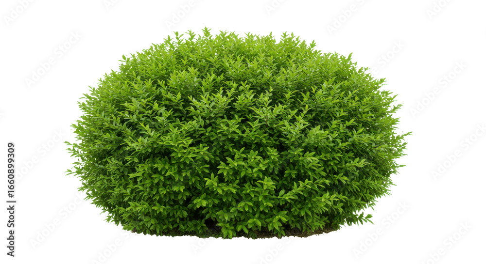 Fototapeta premium Lush green bush in a garden setting with soft natural light and clear background isolated on white background