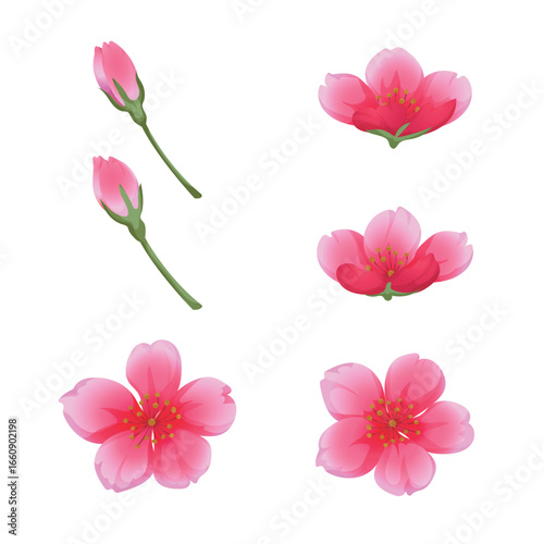 Peach Blossom Sakura Flowers and Buds Vector Illustration Set Hand drawn soft watercolor style