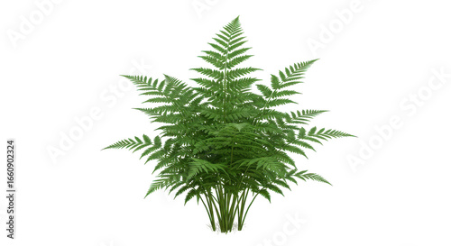 Lush green fern plant thriving isolated on white background showcasing vibrant foliage and texture