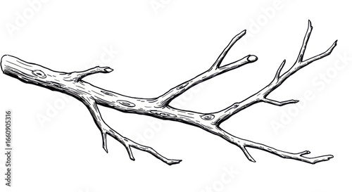 A detailed illustration of a bare tree branch with intricate twigs isolated on white background