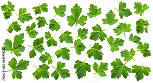 A vibrant collection of green leaves arranged artistically on a black background