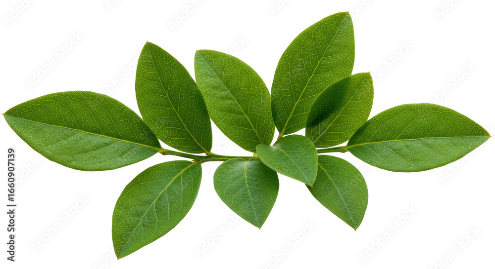 Fototapeta premium Fresh green leaves arranged artistically isolated on white background showcasing natural beauty and tranquility