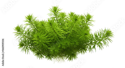 Lush green aquatic plant isolated on white background