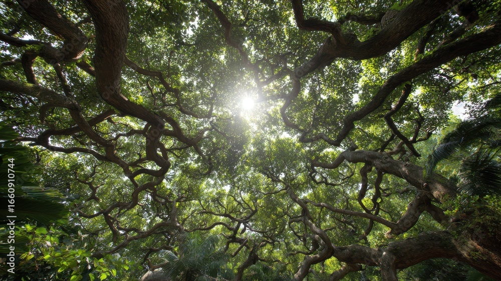 Fototapeta premium Tree Canopy with Branches and Sunlight