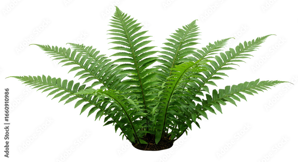 Fototapeta premium Lush green fern plant thriving isolated on white background showcasing vibrant foliage and texture