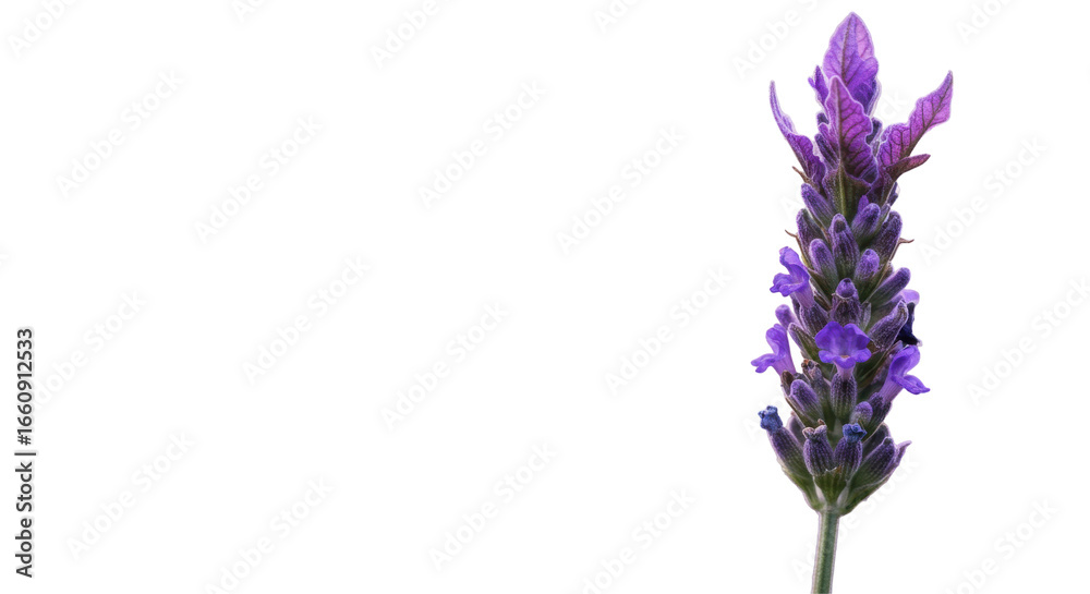 Obraz premium Close up of a vibrant lavender flower isolated on white background showcasing nature beauty