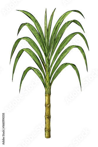 Saccharum officinarum (tebu)