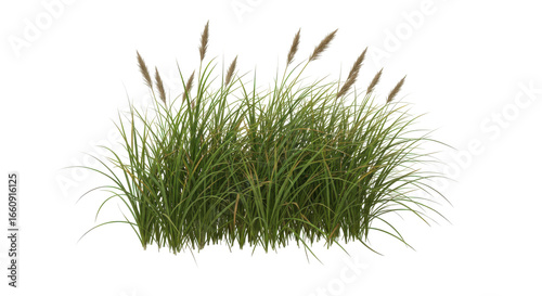 Fototapeta Naklejka Na Ścianę i Meble -  Lush green grass with tall reeds swaying gently isolated on white background