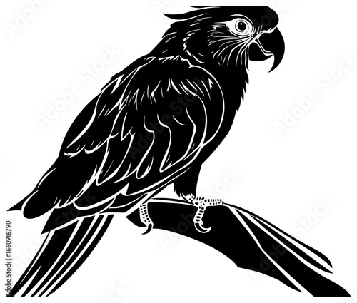 Silhouette of cockatoo bird 