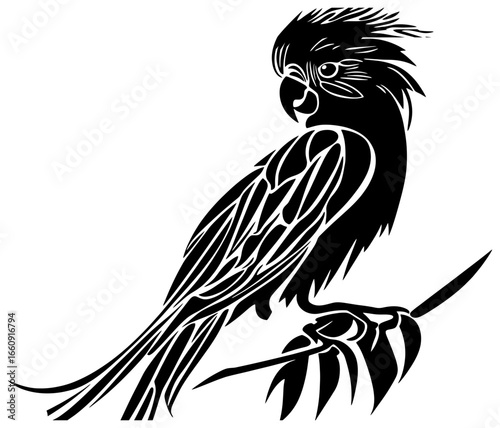 Silhouette of cockatoo bird 