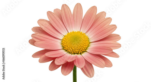 Close up of a beautiful pink daisy flower with vibrant yellow center isolated on white background