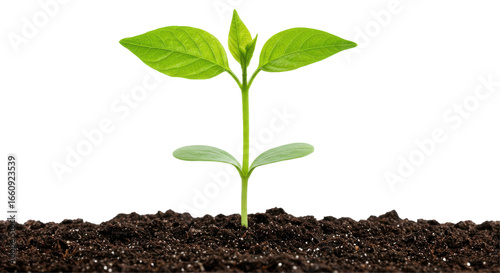 Young green plant sprouting from soil symbolizing renewal and natural growth isolated on white background