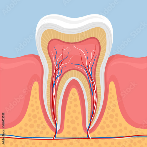 human tooth anatomy