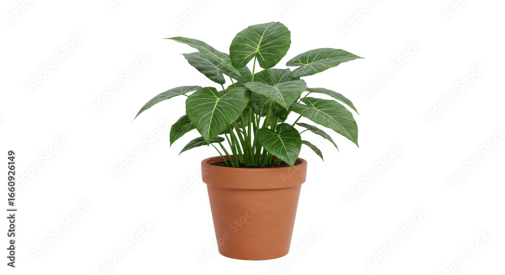 Fototapeta premium Lush green indoor plant in a terracotta pot isolated on white background