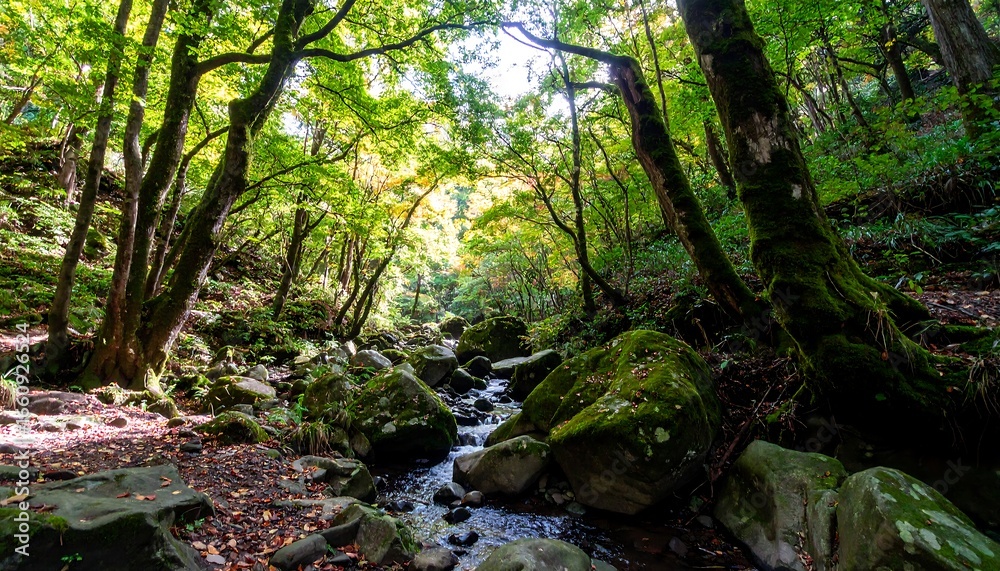 Obraz premium Forest Stream, Autumn Sunlight, Hiking Trail