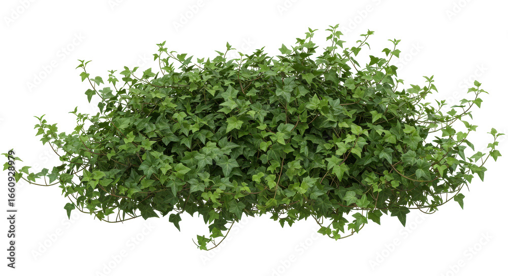 Naklejka premium Lush green ivy bush isolated on white background thriving in a vibrant garden setting with sunlight filtering through