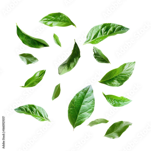 Green leaves floating in the air against a transparent background