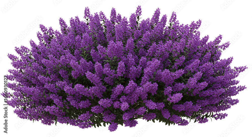 Obraz premium Vibrant lavender bush isolated on white background in full bloom surrounded by a serene garden setting