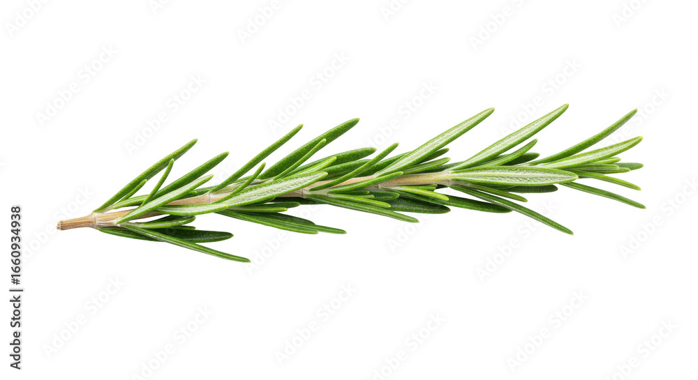 Fototapeta premium Fresh rosemary sprig isolated on white background ideal for culinary and herbal use
