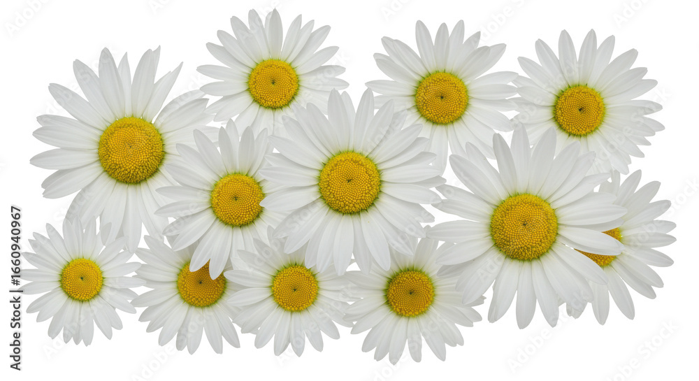Fototapeta premium Arrangement of daisies with yellow centers isolated on transparent background decorative floral pattern