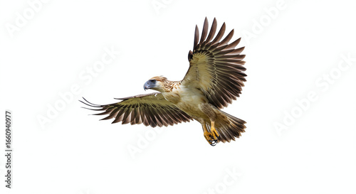 Side profile of Philippine eagle mid-flight, sharp beak and talons visible, isolated on clean white background. Generative AI