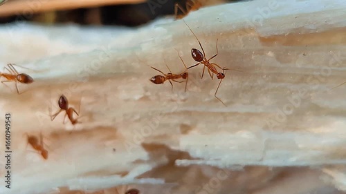 ant on the ground