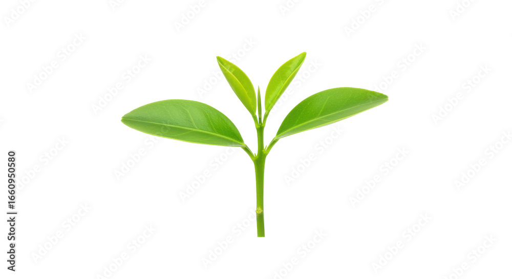 Fototapeta premium Fresh green plant sprouting with vibrant leaves isolated on white background