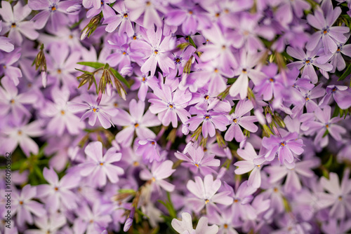 Moss phlox. Blossom flowers background. Spring background. Natural bloom floral background. Blossoming flowers. Spring blooming template. Flowers texture for spring design. Blossom background.