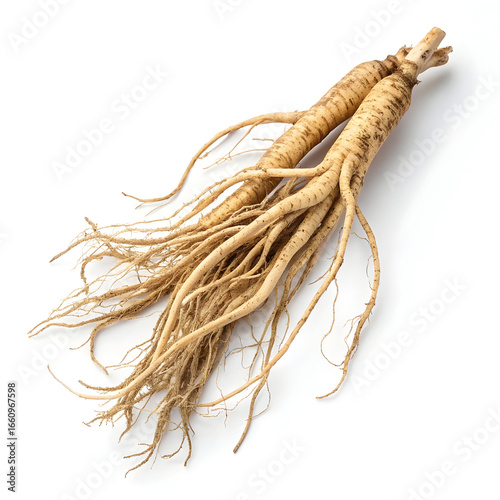 Dried shatavari root placed on a white background, emphasizing its fibrous texture, beige color,