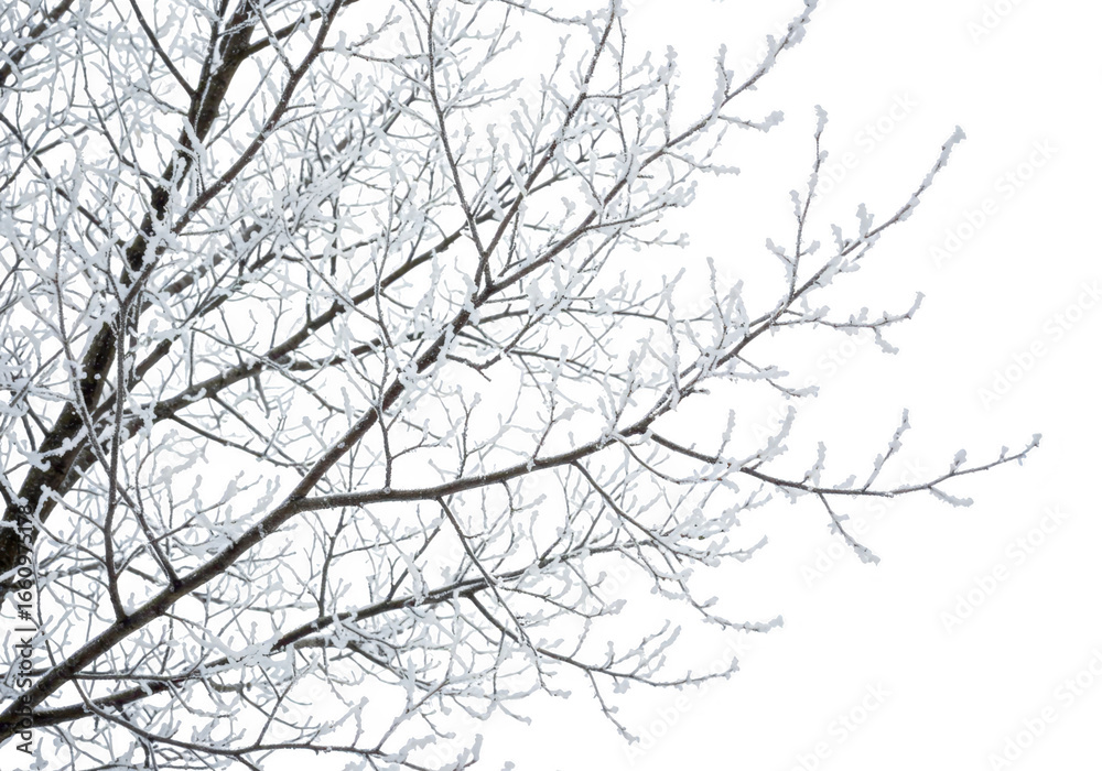 Obraz premium Bare tree branches covered in frost isolated on transparent background