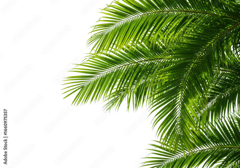 Naklejka premium Close up of green palm leaves isolated on transparent background