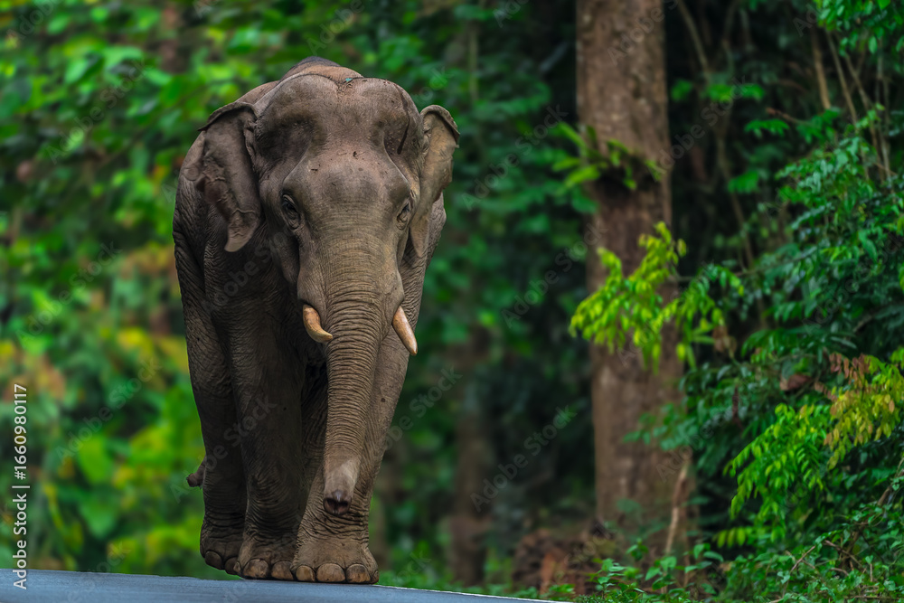 Fototapeta premium Elephants are large mammals and are the largest land animals. Wild elephants eat plants. They are big, have a small head, big legs, and have a trunk that reaches to the ground. That trunk is the nose.