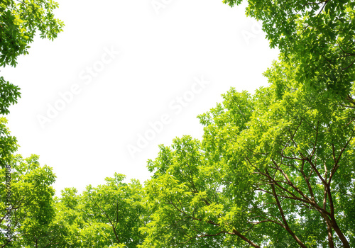 Green leaves framing a bright white sky, isolated on transparent background