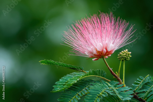 a pink calliandra against a green background