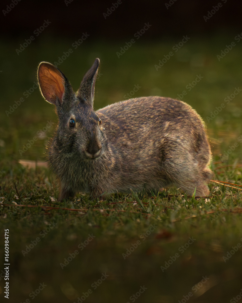 Fototapeta premium A detailed photograph of a wild hare in its natural habitat. Perfect for illustrating wildlife, countryside scenes, springtime, and the beauty of nature.