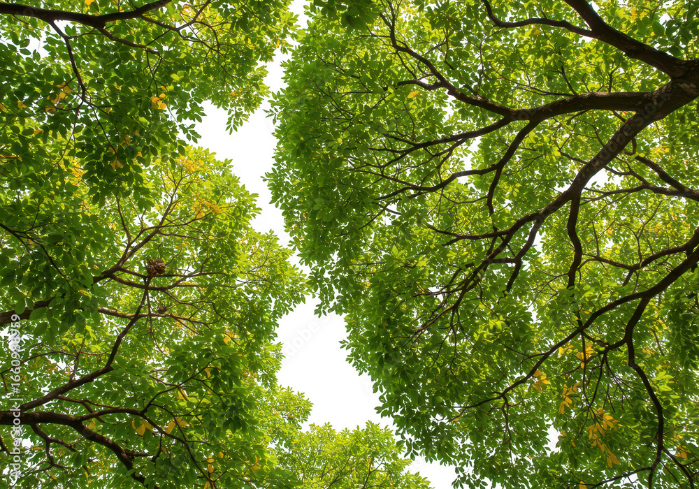 Fototapeta premium Looking up through the lush green canopy of trees with branches and leaves against a bright white sky, isolated from below isolated on transparent background