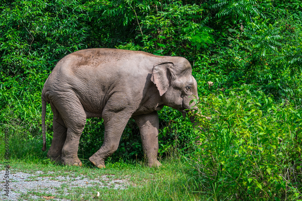 Fototapeta premium Elephants are large mammals and are the largest land animals. Wild elephants eat plants. They are big, have a small head, big legs, and have a trunk that reaches to the ground. That trunk is the nose.