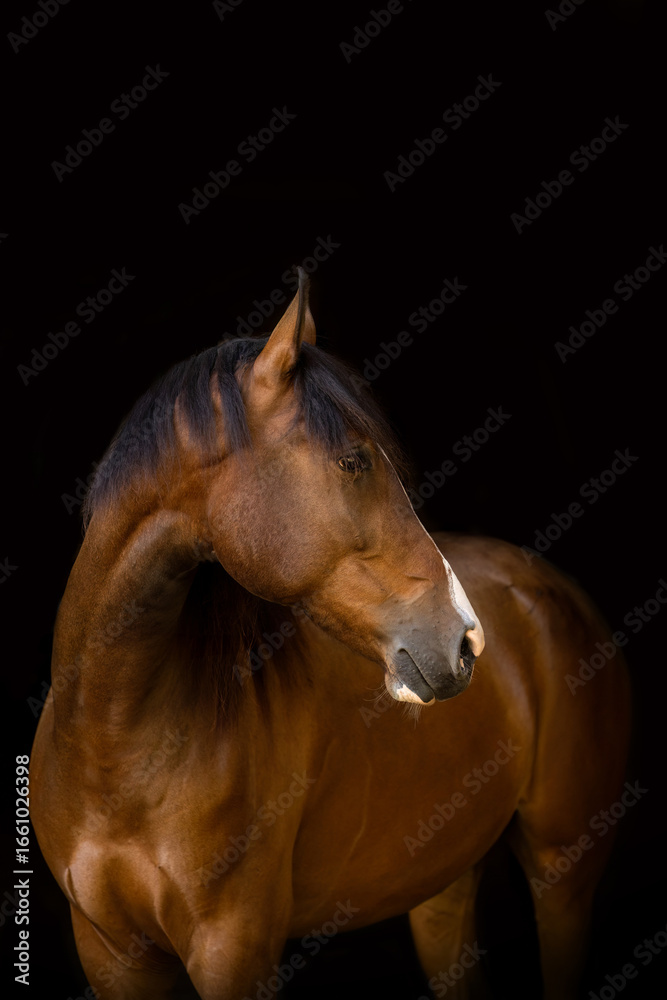 Fototapeta premium Elegant Berber Arabian horse portrait on black background