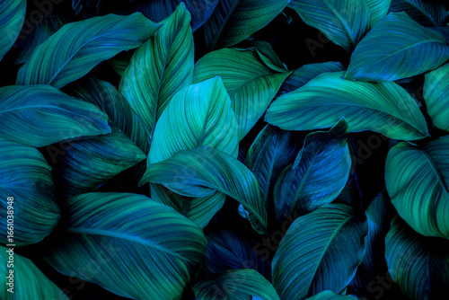 abstract tropical leaf textures on dark tone, natural green background.
