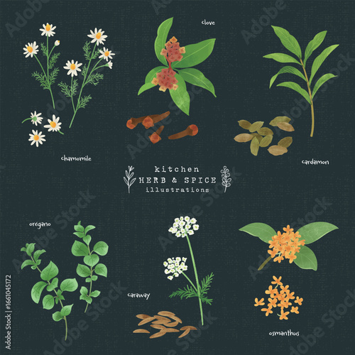 キッチンハーブとスパイスの水彩イラスト-1（背景 紺）