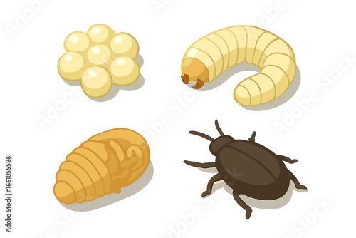 Beetle life cycle isometric icons. Insect metamorphosis stages: egg cluster, larva grub, pupa cocoon, and adult beetle. Biology entomology vector illustration for education.