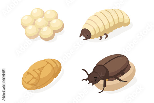 Beetle life cycle vector icon set in isometric style. Insect metamorphosis infographic showing development stages: egg, larva, grub, pupa, cocoon, and adult insect.