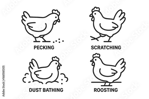 Outline Vector Icon Set of Chicken Behaviors – Pecking, Scratching, Dust Bathing, Roosting – Poultry Farm Animal Actions, Hen Routine Illustrated Concept for Agriculture and Livestock