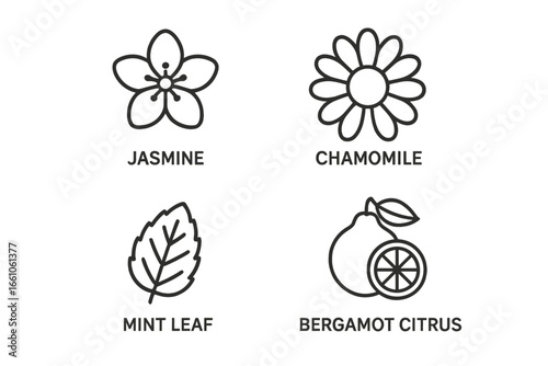 Tea Flavors Vector Icon Set – Outline Herbal Infusion Symbols Including Jasmine Blossom, Chamomile Flower, Mint Leaf, Bergamot Citrus. Botanical Drink Ingredients, Aromatic Herbs Collection