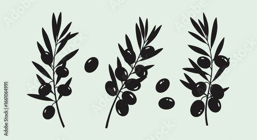 Stunning black silhouette olive branches with ripe fruit on light green background