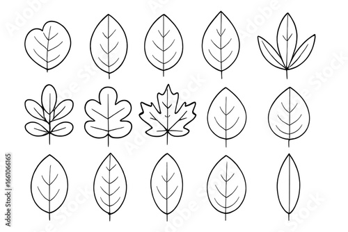 Leaf outline vector set, diverse cartoon botanical shapes collection, hand drawn foliage silhouettes, plant leaf line art isolated, multiple styles, transparent background grid assortment