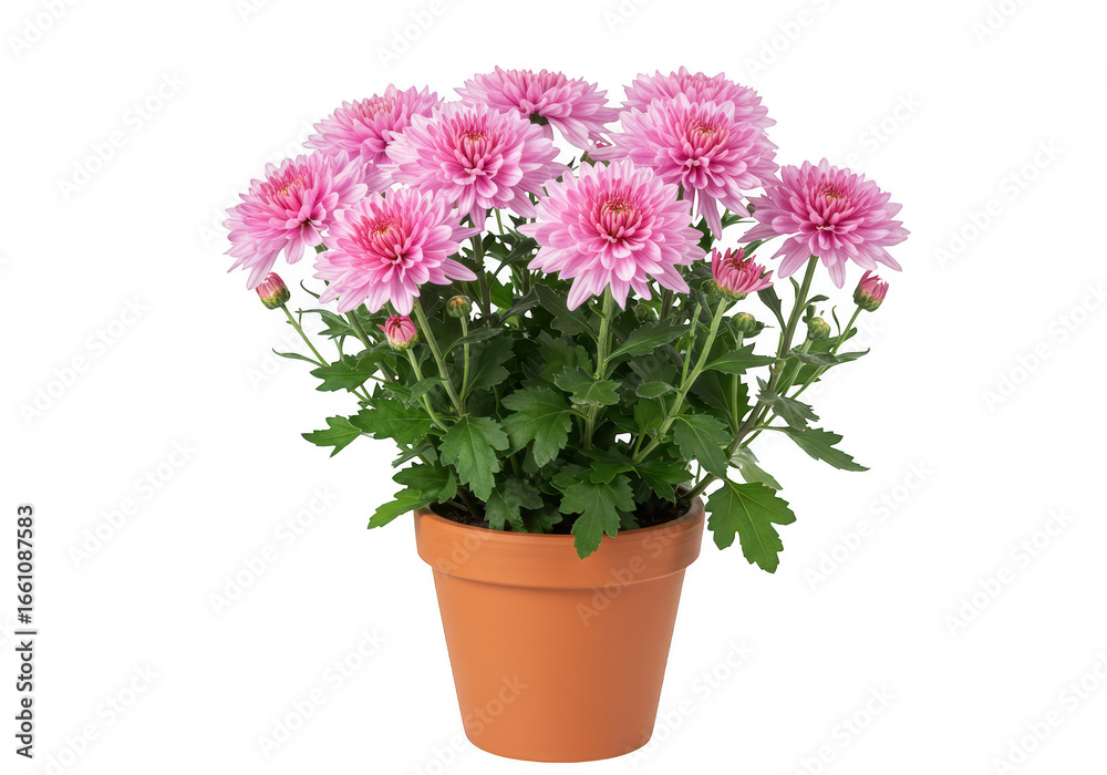 custom made wallpaper toronto digitalA potted pink chrysanthemum flower with lush green leaves and multiple blooms isolated on transparent background
