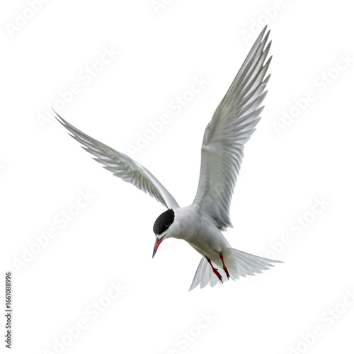 Arctic Tern in Flight: A Stunning Avian Capture
