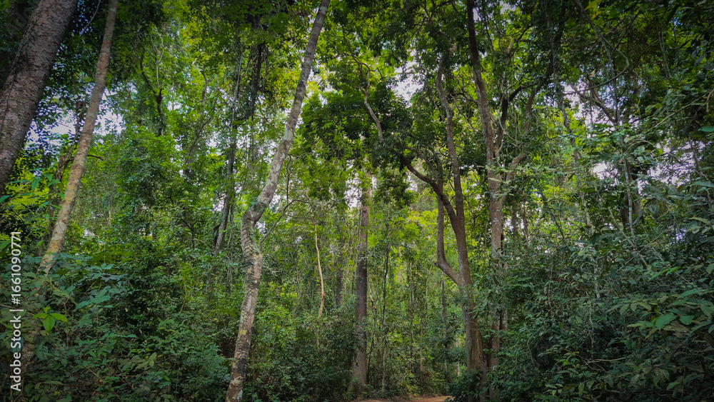 Naklejka premium Dense Tropical Forest with Tall Green Trees and Rich Vegetation